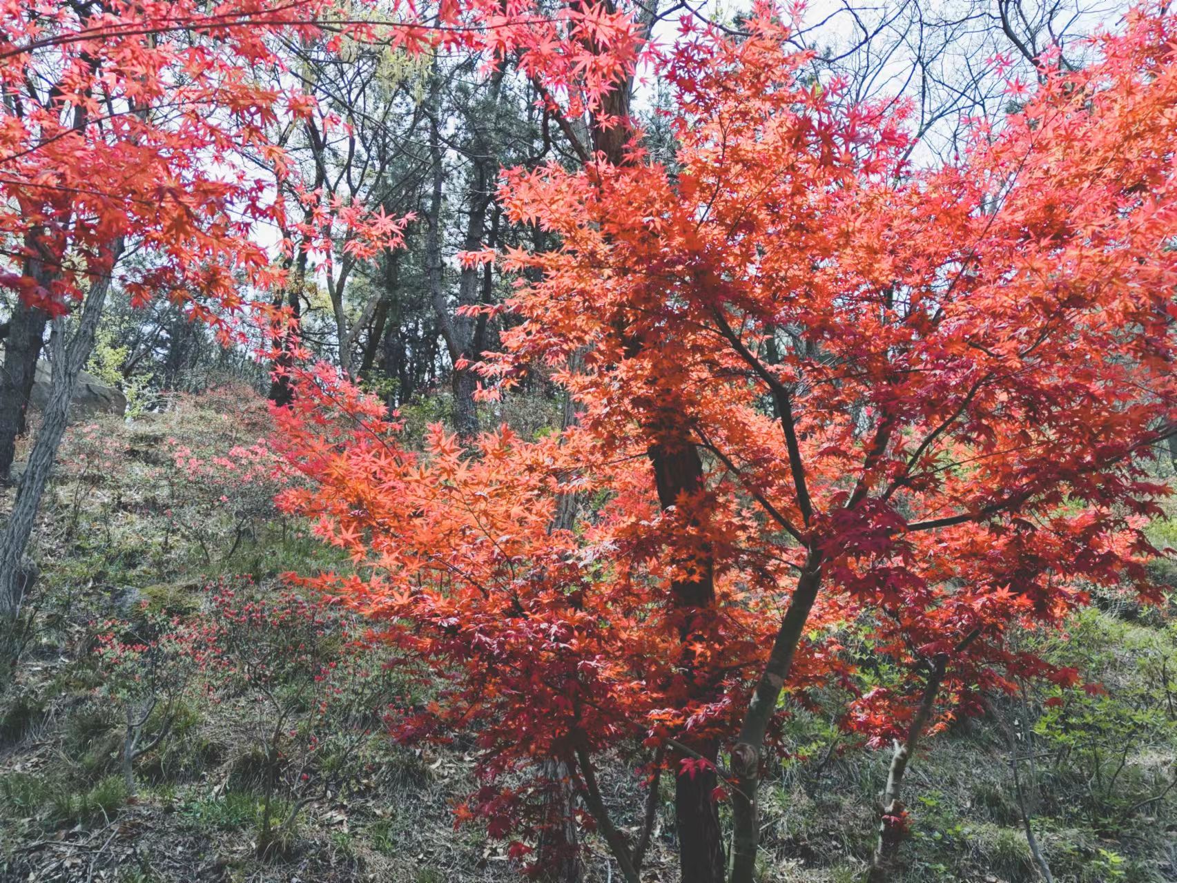 dazhushan_5